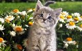 1920 Cat Photo Wallpaper (4) #13