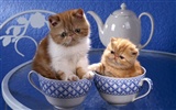 1920 Cat Photo Wallpaper (4) #15