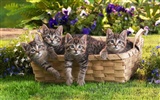 1920 Cat Photo Wallpaper (4) #19