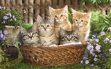 1920 Cat Photo Wallpaper (4) #20