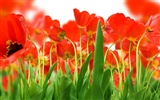 Large tulip wallpaper (3) #1