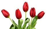 Large tulip wallpaper (3) #11