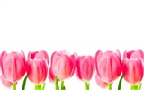 Large tulip wallpaper (3) #14