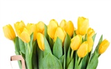 Large tulip wallpaper (3) #17