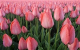 Large tulip wallpaper (3) #19