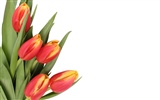 Large tulip wallpaper (4) #7