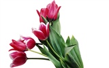 Large tulip wallpaper (4) #10