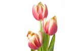 Large tulip wallpaper (4) #14