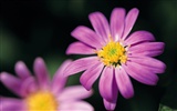 fleurs fond d'écran Widescreen close-up (7)