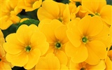 Widescreen wallpaper flowers close-up (7) #4