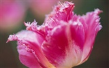 Widescreen-Wallpaper Blumen close-up (7) #6