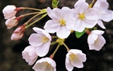 ワイドスクリーンの壁紙の花に近い(8)を開く #2
