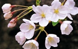 fleurs fond d'écran Widescreen close-up (8) #2