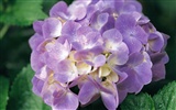 ワイドスクリーンの壁紙の花に近い(8)を開く #4