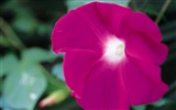 ワイドスクリーンの壁紙の花に近い(8)を開く #5