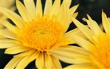 fleurs fond d'écran Widescreen close-up (8) #7