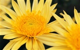 ワイドスクリーンの壁紙の花に近い(8)を開く #7