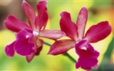 ワイドスクリーンの壁紙の花に近い(8)を開く #8