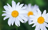 Widescreen wallpaper flowers close-up (8) #10