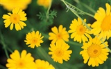 ワイドスクリーンの壁紙の花に近い(8)を開く #11