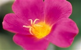 ワイドスクリーンの壁紙の花に近い(8)を開く #12