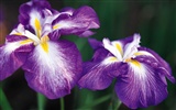 ワイドスクリーンの壁紙の花に近い(8)を開く #14