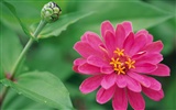 ワイドスクリーンの壁紙の花に近い(8)を開く #15