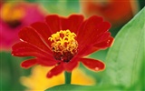 ワイドスクリーンの壁紙の花に近い(8)を開く #16