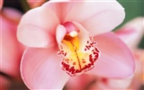 ワイドスクリーンの壁紙の花に近い(8)を開く #17
