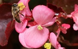 marché aux fleurs macro (les œuvres de l'Ouest)