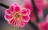 Widescreen wallpaper flowers close-up (9)