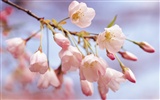 Widescreen-Wallpaper Blumen close-up (9) #3