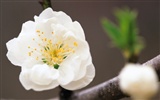 Widescreen-Wallpaper Blumen close-up (10) #11