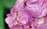 Widescreen wallpaper flowers close-up (10) #14