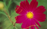 Widescreen-Wallpaper Blumen close-up (10) #17