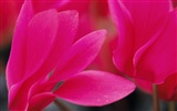 Widescreen-Wallpaper Blumen close-up (10) #18