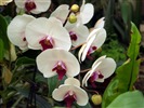Phalaenopsis (dawenwei Werke) #2