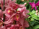 Phalaenopsis (dawenwei Werke) #5