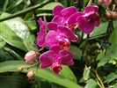 Phalaenopsis (dawenwei Werke) #6