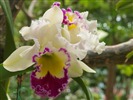 Phalaenopsis (dawenwei Werke) #7
