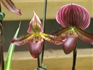 Phalaenopsis (dawenwei Werke) #10