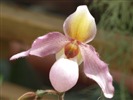 Phalaenopsis (dawenwei Werke) #11