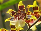 Phalaenopsis (dawenwei práce) #15