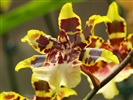 Phalaenopsis (obras dawenwei) #15