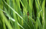 Field photo wallpaper