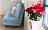 Indoor floral wallpaper (9) #1