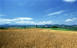 Tao Heung Shakes the Barley écran Fond d'écran