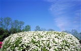 Fonds d'écran au paysage japonais #7