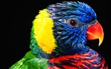 Parrot album photo papier peint