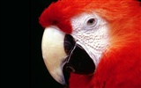 Parrot wallpaper photo album #3